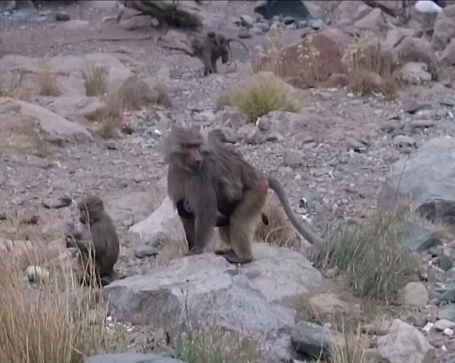 Monkey