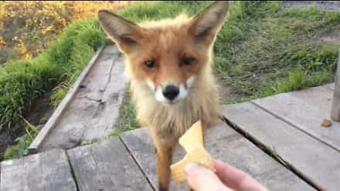 Raposa selvagem visita turistas para comer