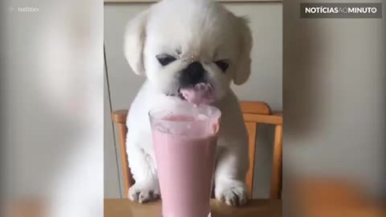 Cão toma vitamina sentado na mesa