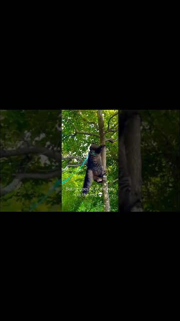 Wild cat climbs a tree to the top! #cats#cute#funny#shorts