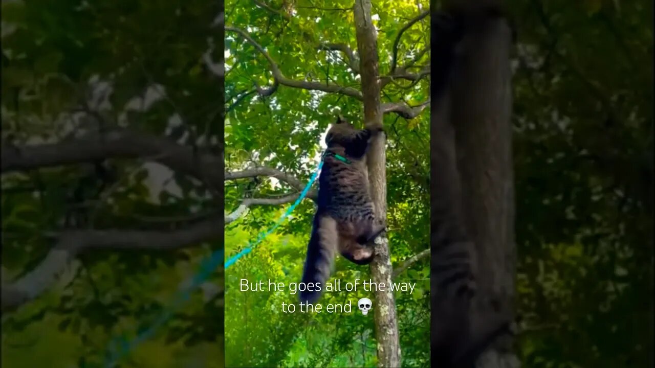 Wild cat climbs a tree to the top! #cats#cute#funny#shorts