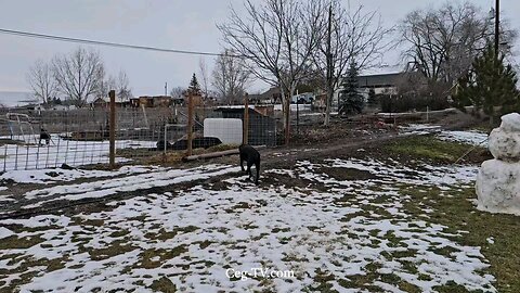 Graham Family Farm: 3:40 PM December 19th 2024