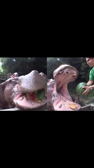 Big hippo just crushed a head of watermelon like it's nothing.