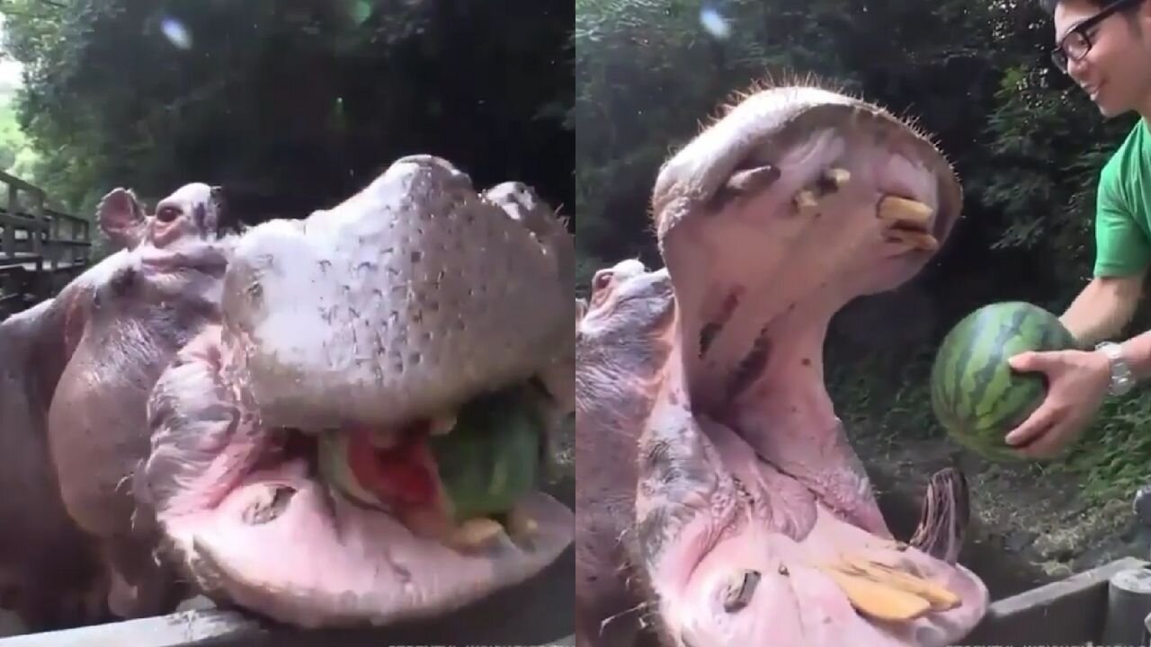 Big hippo just crushed a head of watermelon like it's nothing.