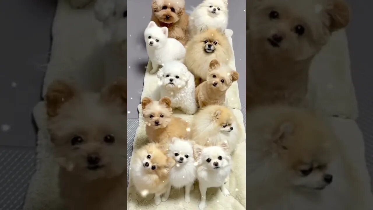 Beautiful 🥰 Puppies #shorts #entertainment #funnyvideo #infinitepets