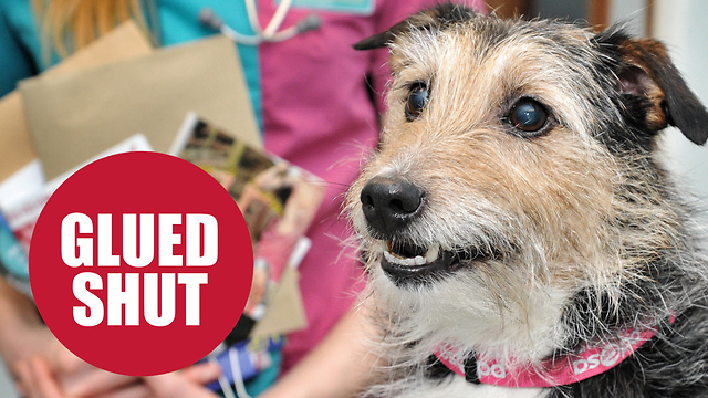 Jack Russell was saved after mail glued his teeth together