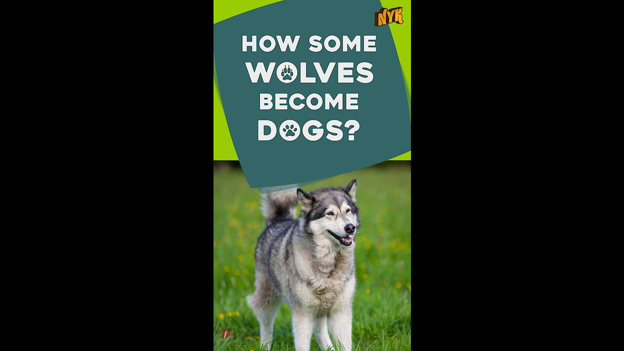 Why do some dogs look like wolves? *