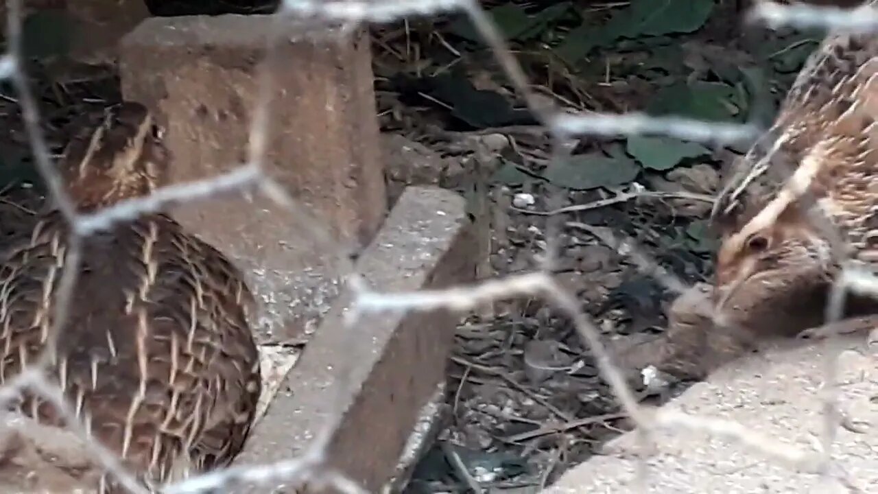 codorna se divertindo