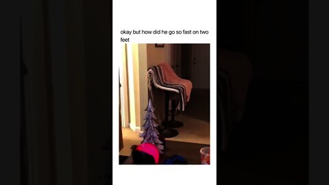 Rear wheel-foot cat 😂