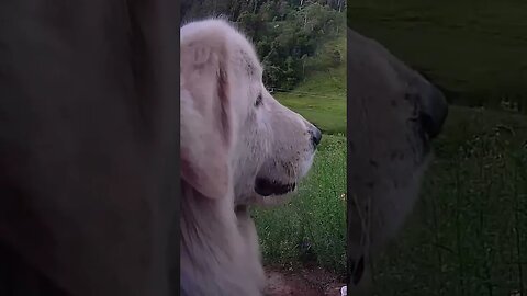 Farm Cam. Maremma watches owner drive away intently