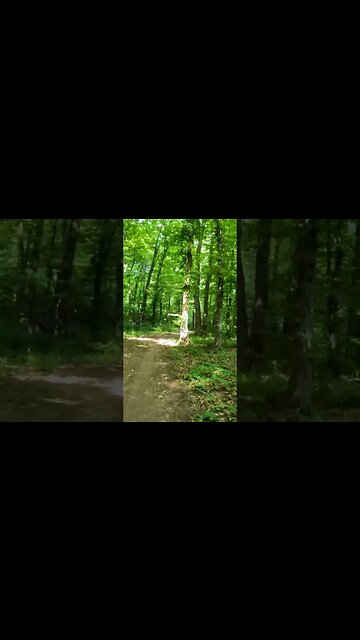 BANEASA Forest ride, Bucharest - Ilfov | 4k Virtual Tour | #shorts