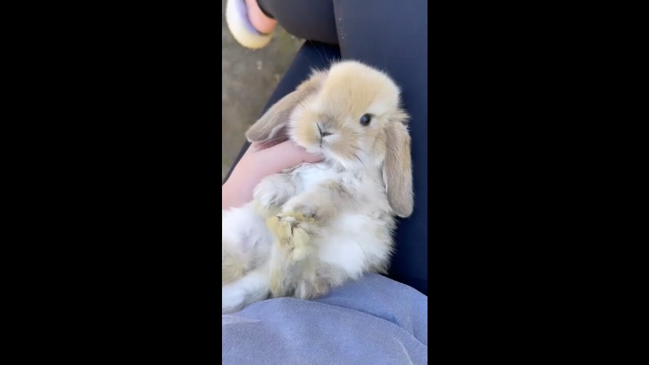 It will melt your heart ❤️🐰