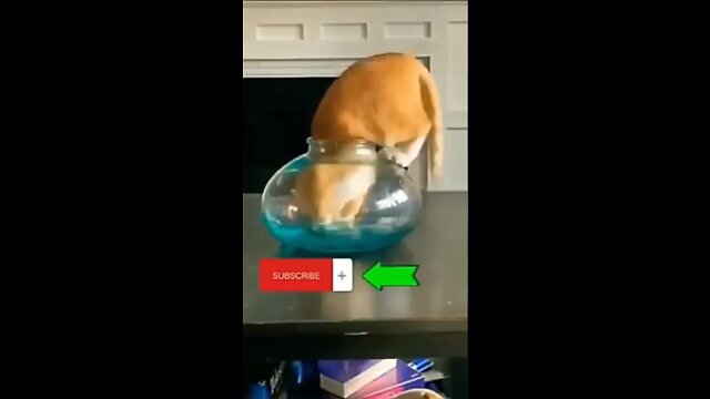 Funny Animals- - Best Of The 2020 Funny Animal Videos