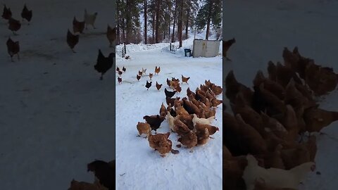 #chickens #homesteading
