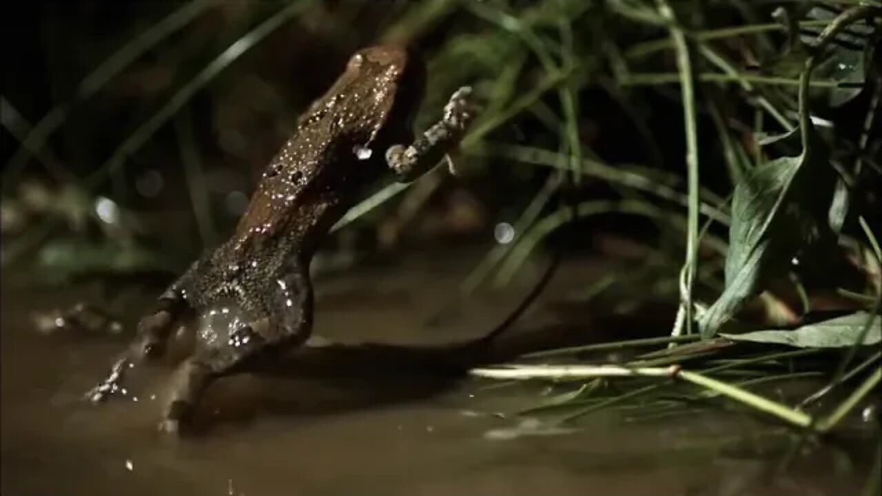 12 ~ Terrifying ~ Creatures To Make Your Skin Crawl Smithsonian Channel