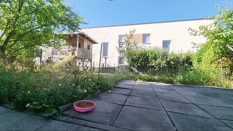 Highlight 0:00 – 1:00 von Silent Long LIVE for wh update in the garden @TravelGeorge #ghitatravel