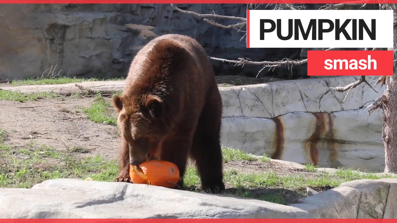 Animals at US zoo given pumpkins to play with