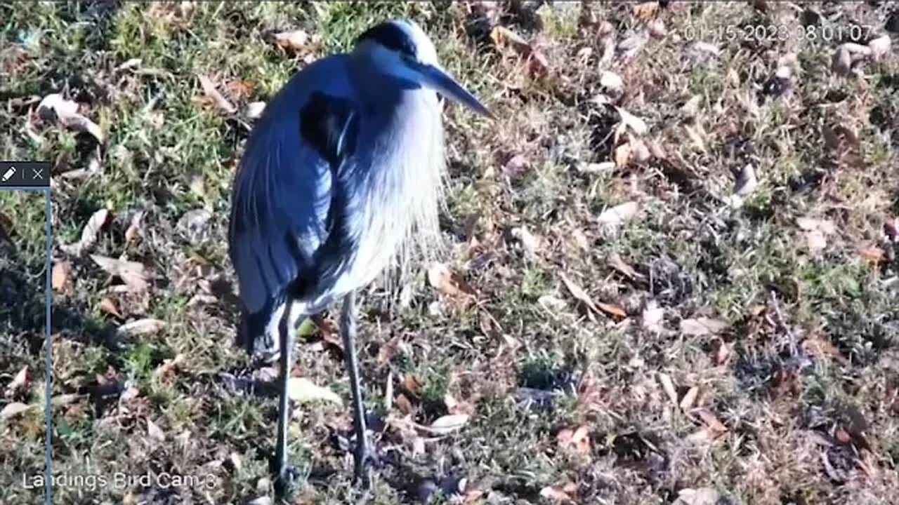 Reflection of The Great Blue Heron 🦩 01/15/23 08:00