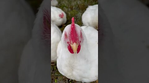 Captain Chicks Day 54 #farming #cornishcross #chickentractor #chicken