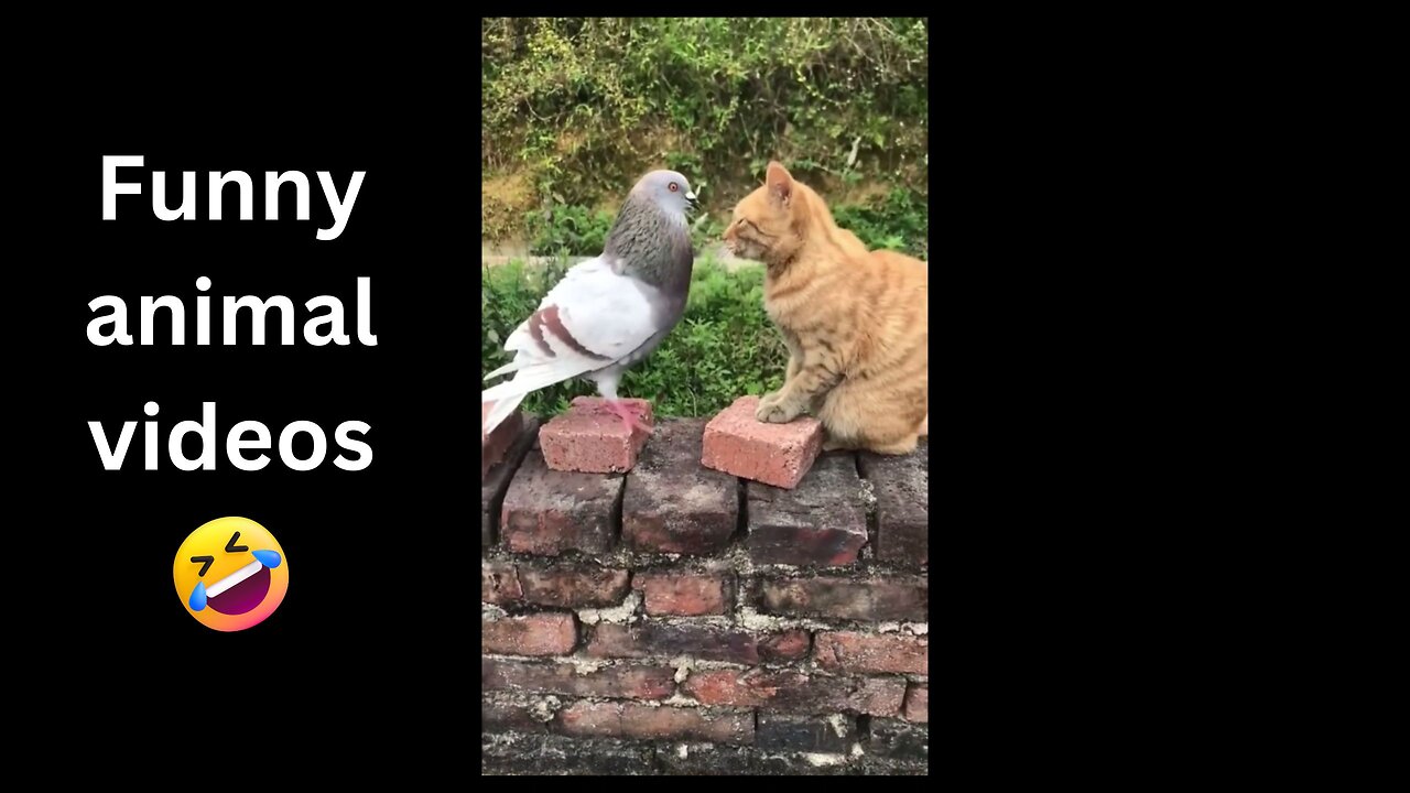 Funny animal videos