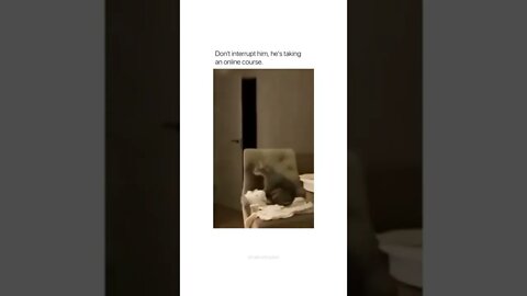 😂😂 Credits to @cattoskingdom on Instagram #shorts #shortsvideo #fy #fyp #notmine #funny #cat #cats