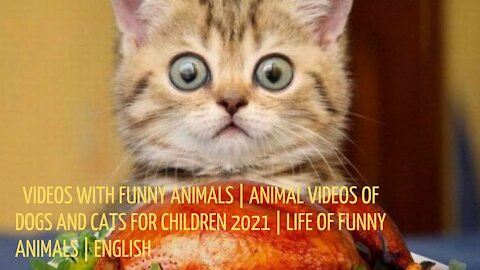 Videos with funny animals - Videos with Animals Dogs-Cats for children 2021