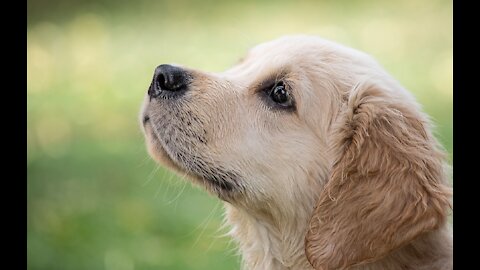 Cute Golden Retriever Puppies