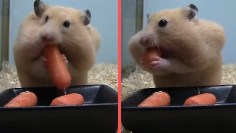 Hamster face changes After eat this piece