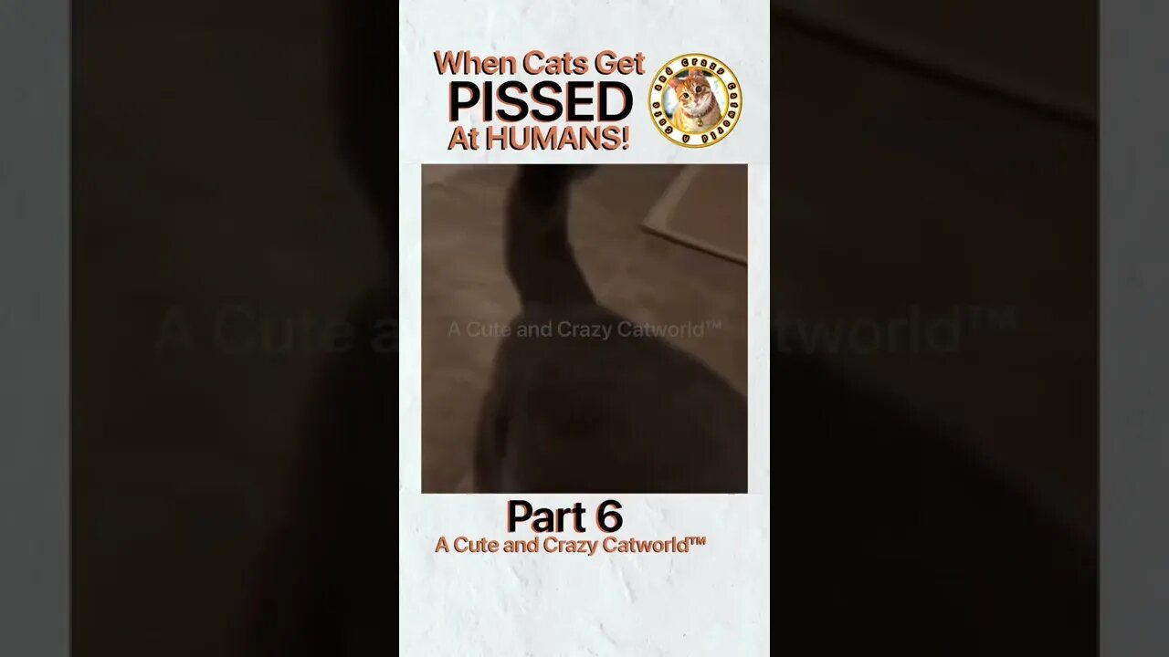 🙀 When Cats Get PISSED At Humans! (Part 6) 🥊🤺