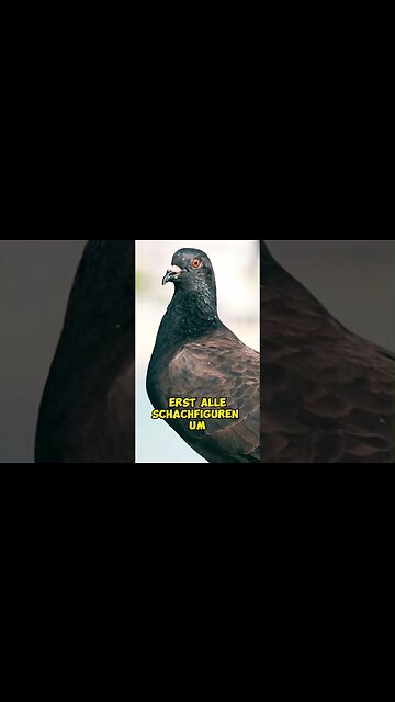 Das lohnt sich nicht #shorts