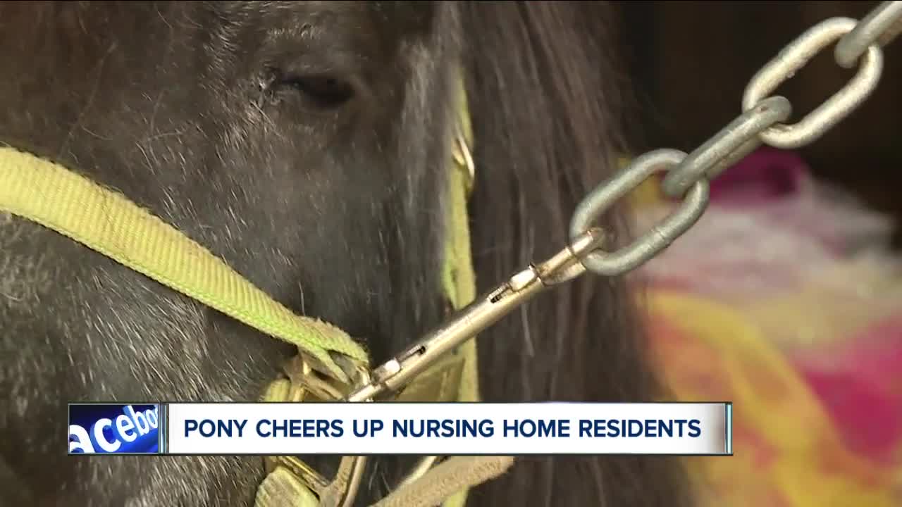 Princess the Pony, decked out in tutu and unicorn horn, cheers up seniors at Fairview Park nursing home