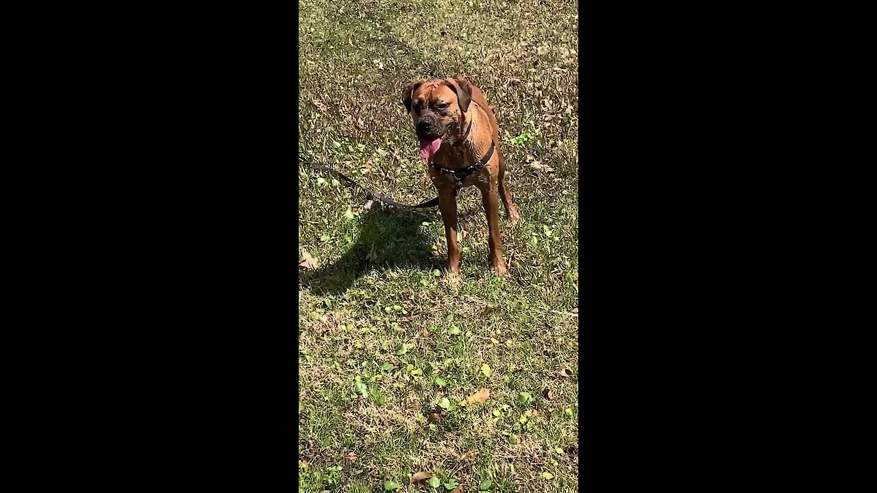 Check out how much this pup loves playing in the mud