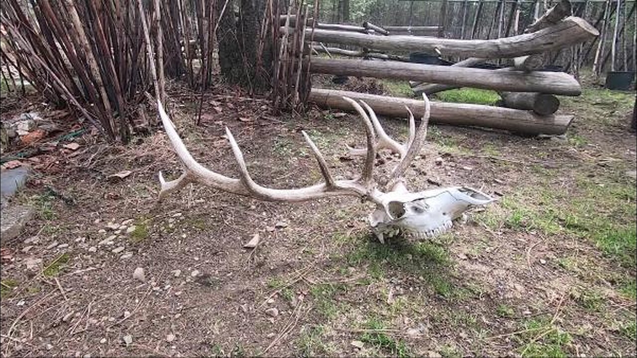How the dead ELK beat the hunter