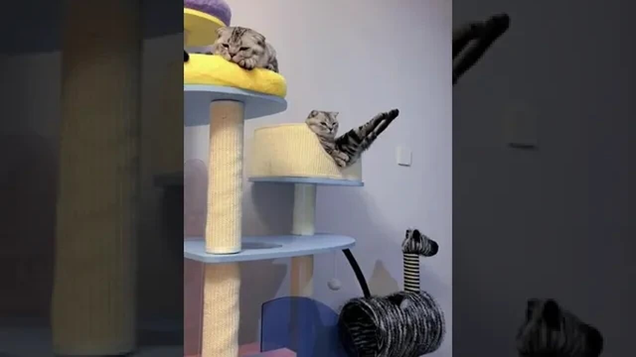 PLAYING CAT VIDEO MEAWWW