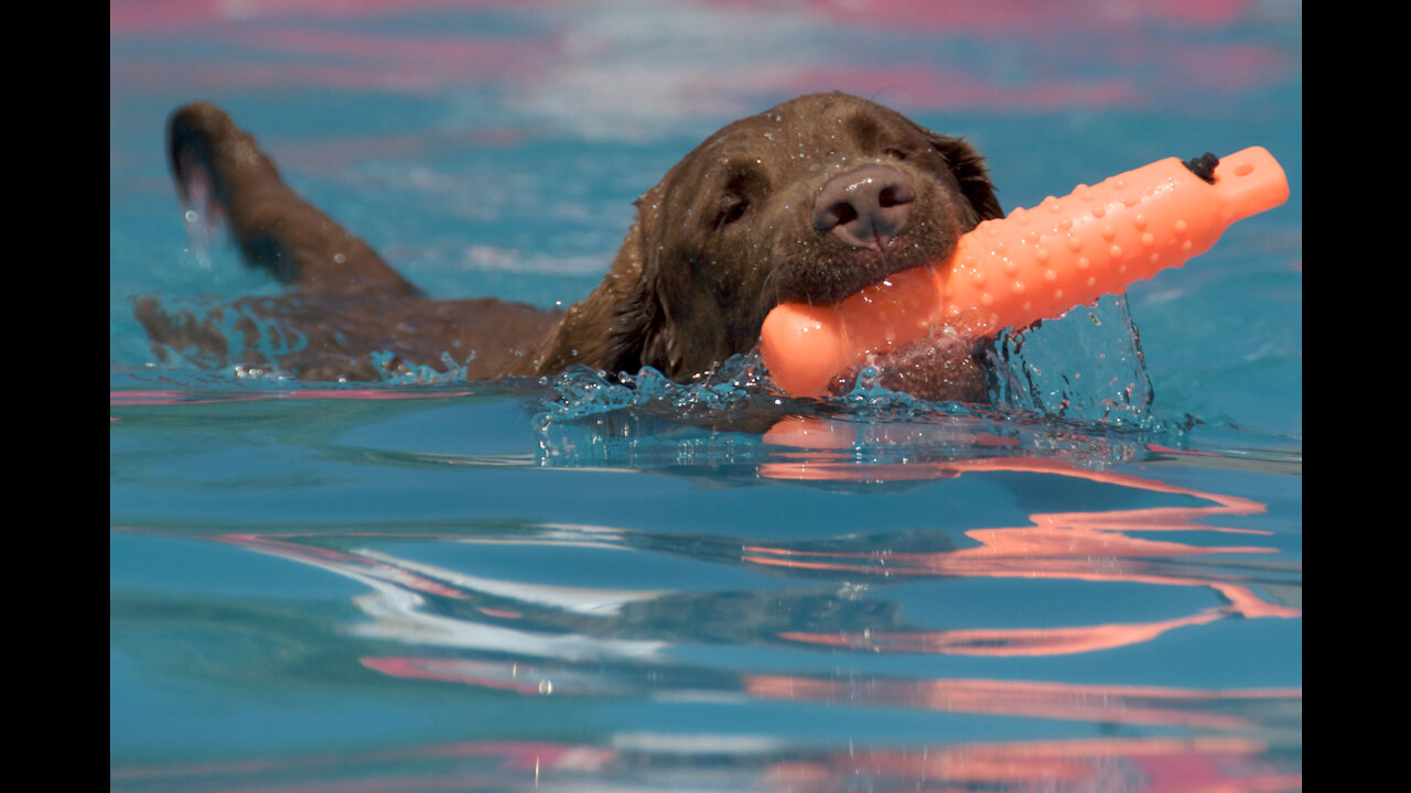 Teaching My Little Dogs How To Swim