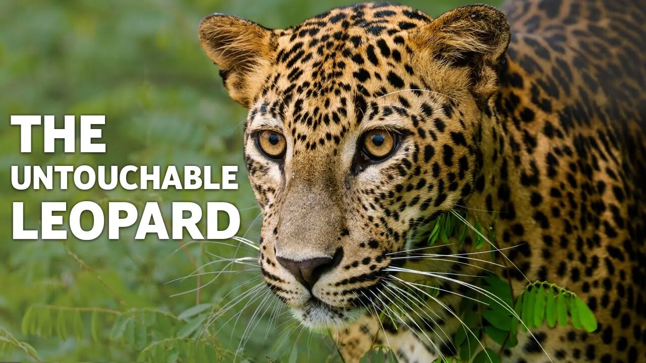 THE UNTOUCHABLE LEOPARD | LEOPARD | ANIMAL | JUNGLE | BIG CATS