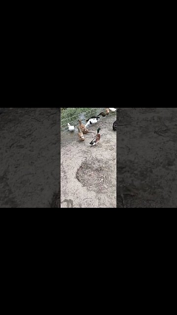 Two of the first ducks that I got