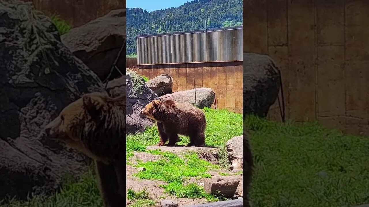 Rescued Grizzly Bear at Montana Grizzly Encounter #shorts