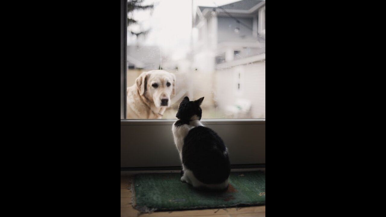 Such a Good Coorporation dogs and cat😁😂🤣 Funny & Cute Animals Video