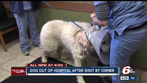 Dog shot by owner out of hospital and recovering