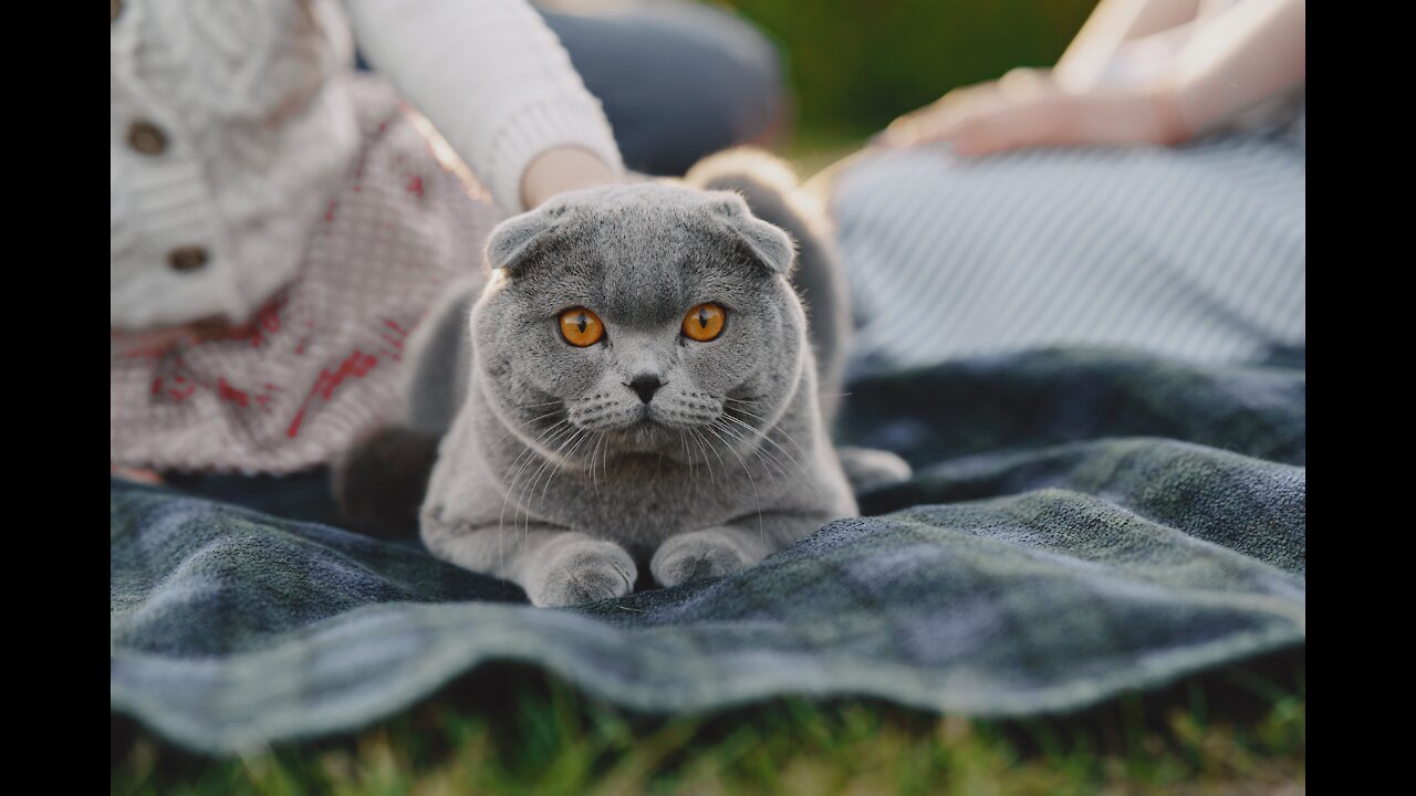 Oh yes, Cat he is the right one for this sub!