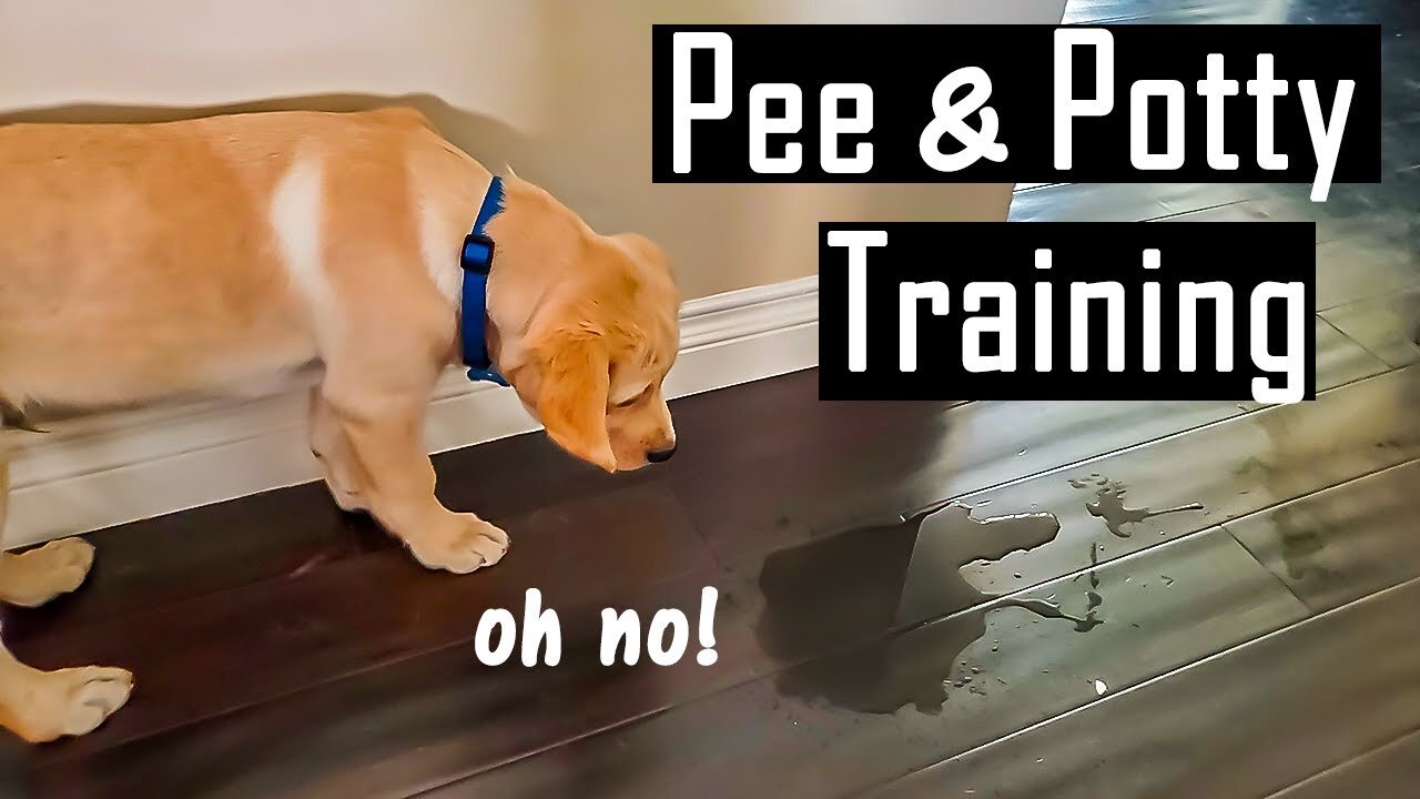 Golden Retriever Dog Training