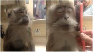 Garanterat den fåfängaste apan du sett!