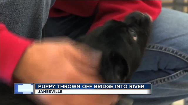 Puppy thrown from bridge into Rock River, humane society seeking owners