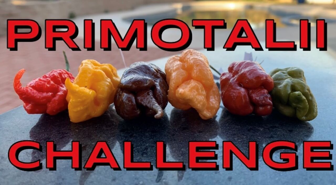 6 Primotaliis CHALLENGE! Peach, Yellow, Caramel, Mustard, Red + Choc. by Deathridge! Endorphin dump!