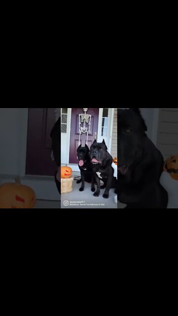 Cane Corsos Get SPOOKY #shorts #funnydogs #halloween