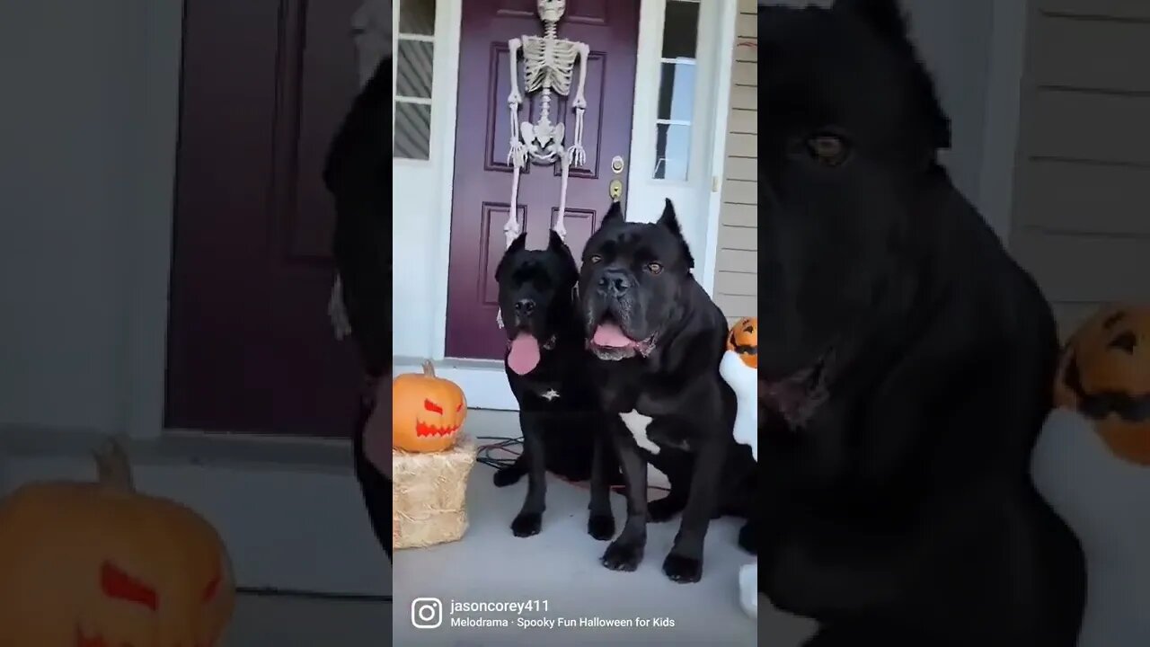 Cane Corsos Get SPOOKY #shorts #funnydogs #halloween