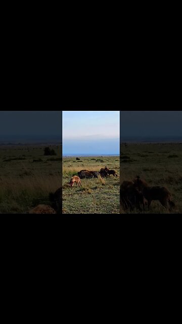 A Scavenged Feast #shorts | #ShortsAfrica | #Septdailyshorts