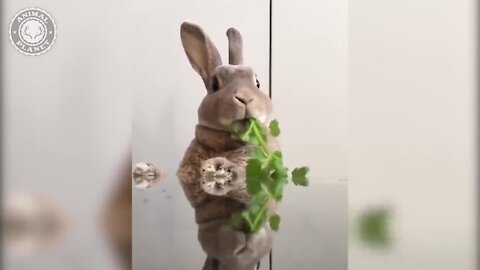 Adorable Animal Videos TDT069