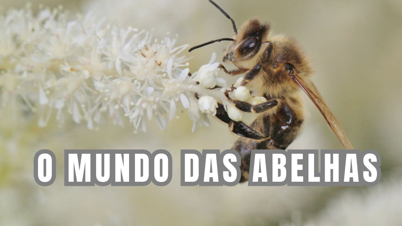 Mundo das abelhas